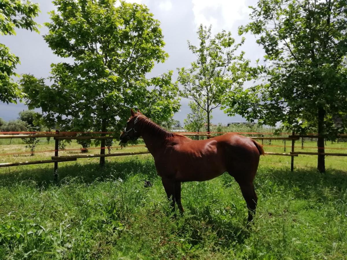 卡普阿Nenna Country住宿加早餐旅馆 外观 照片